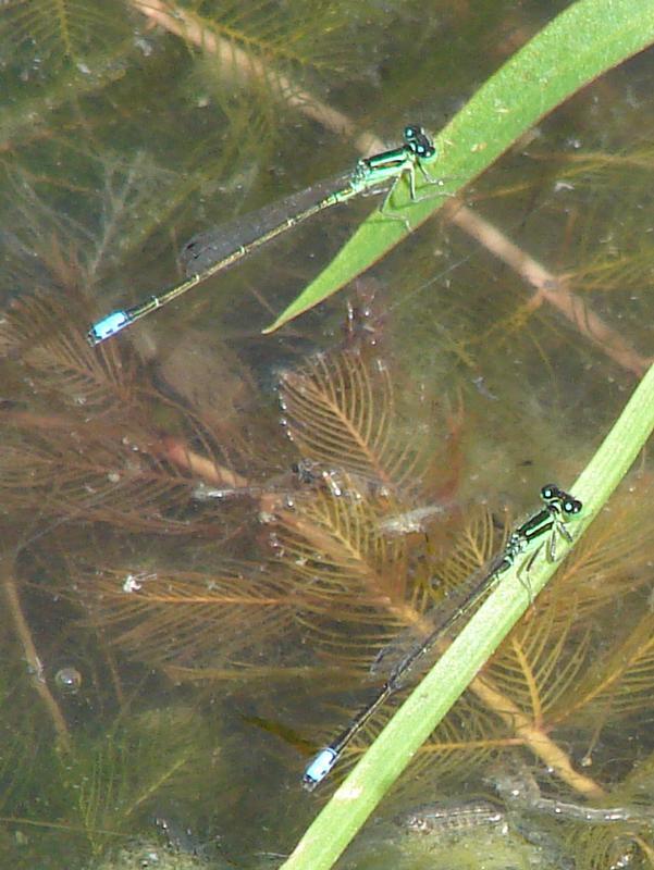 Photo of Eastern Forktail
