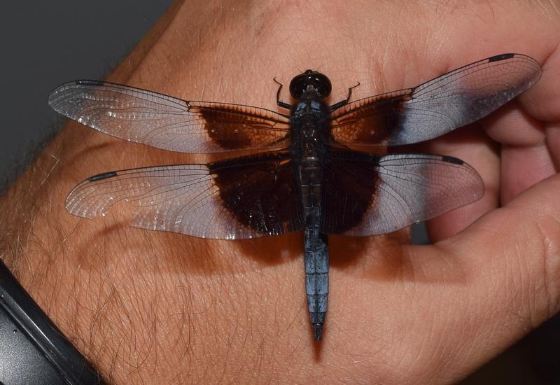Photo of Widow Skimmer