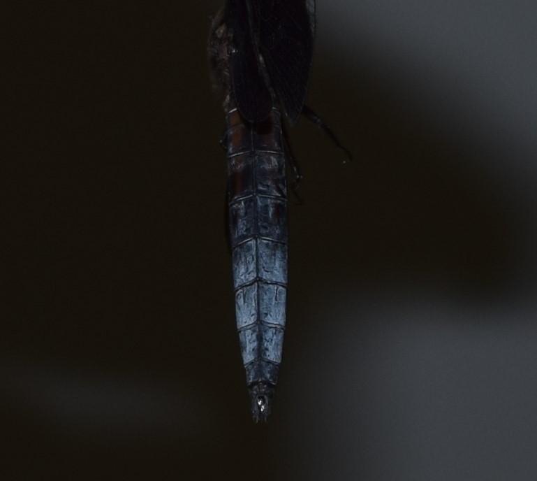 Photo of Widow Skimmer
