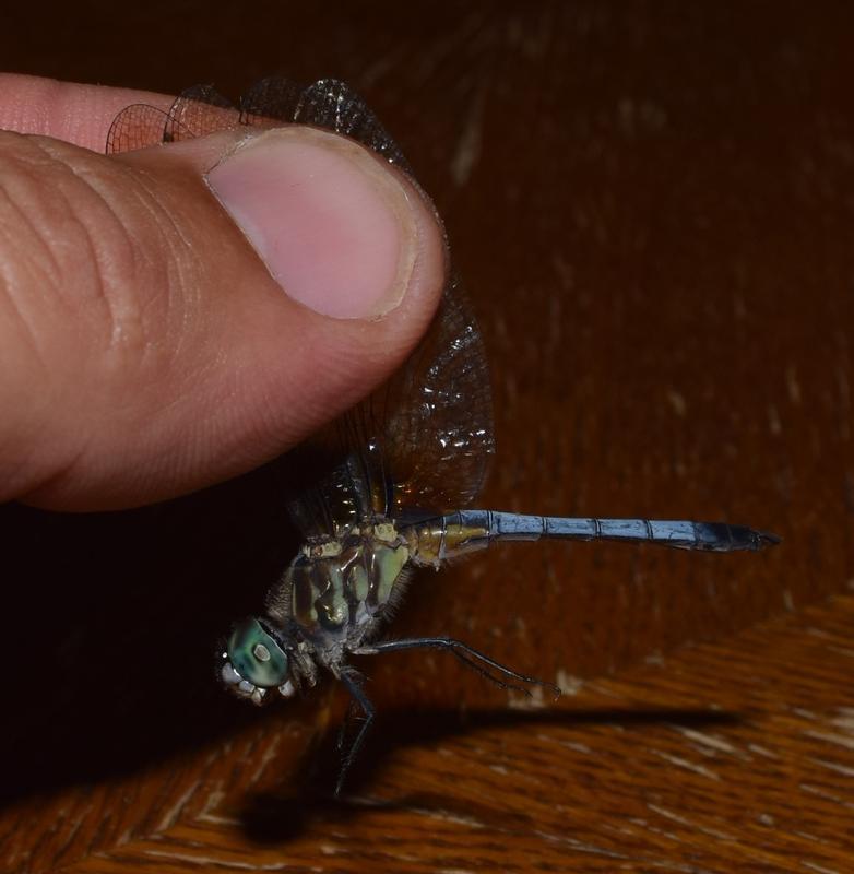 Photo of Blue Dasher