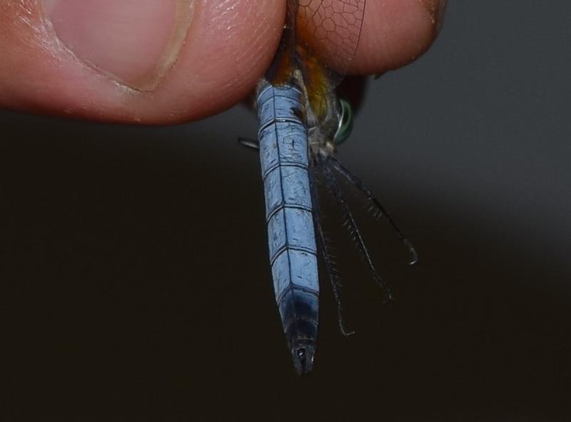 Photo of Blue Dasher
