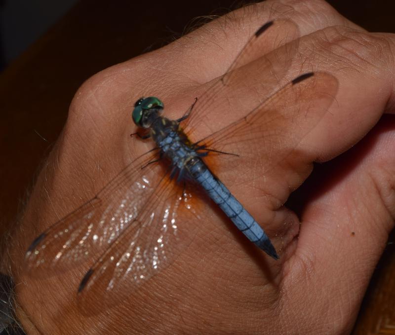 Photo of Blue Dasher
