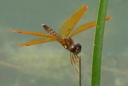 Photo of Eastern Amberwing