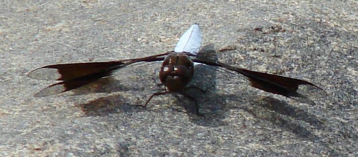 Photo of Common Whitetail