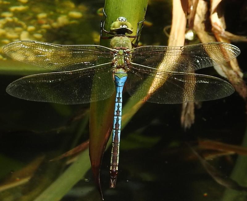 Photo of Common Green Darner