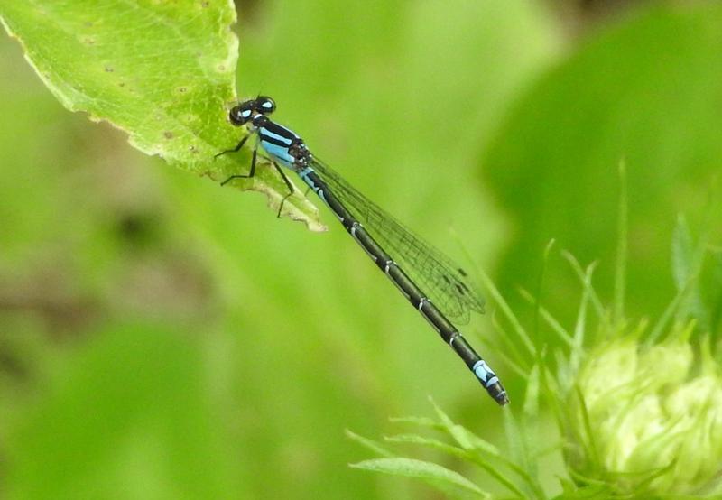 Photo of Skimming Bluet