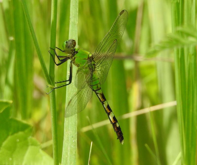 Photo of Eastern Pondhawk