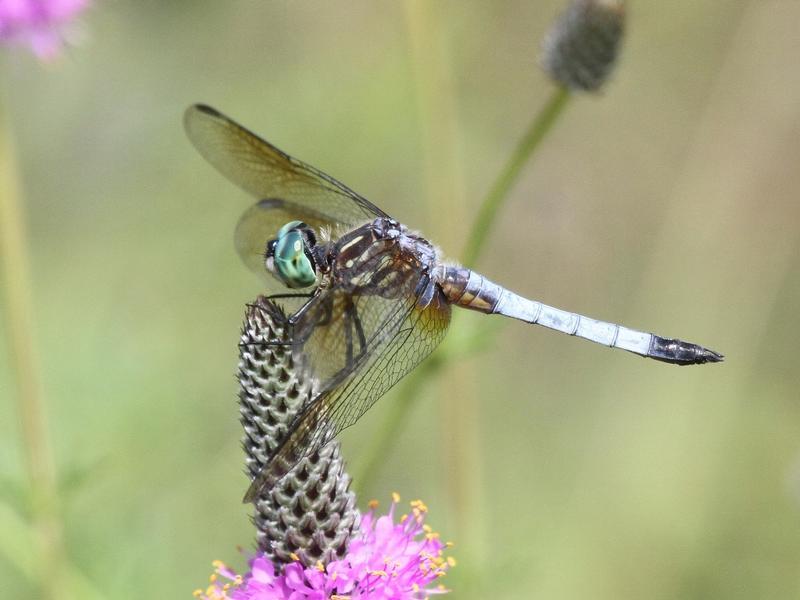 Photo of Blue Dasher