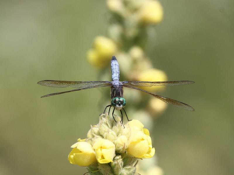 Photo of Blue Dasher