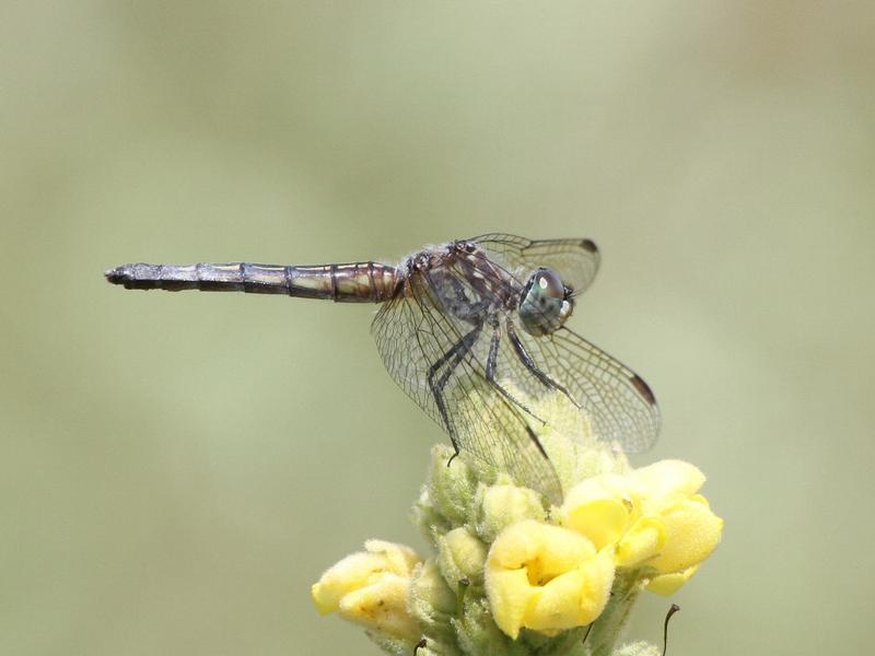 Photo of Blue Dasher
