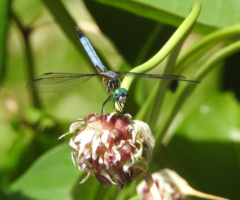 Photo of Blue Dasher