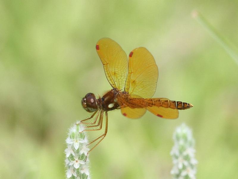 Photo of Eastern Amberwing