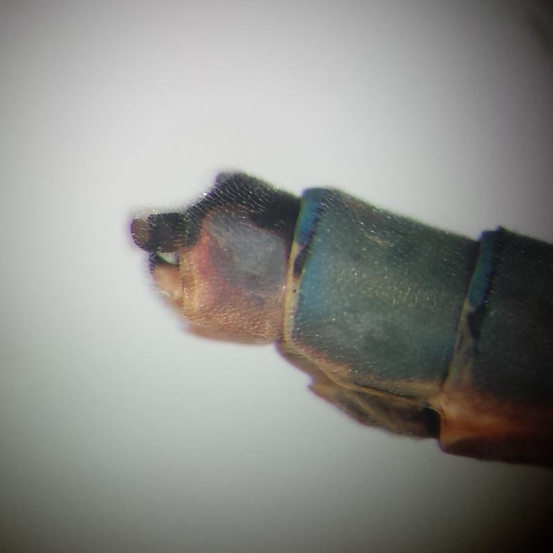 Photo of Tule Bluet