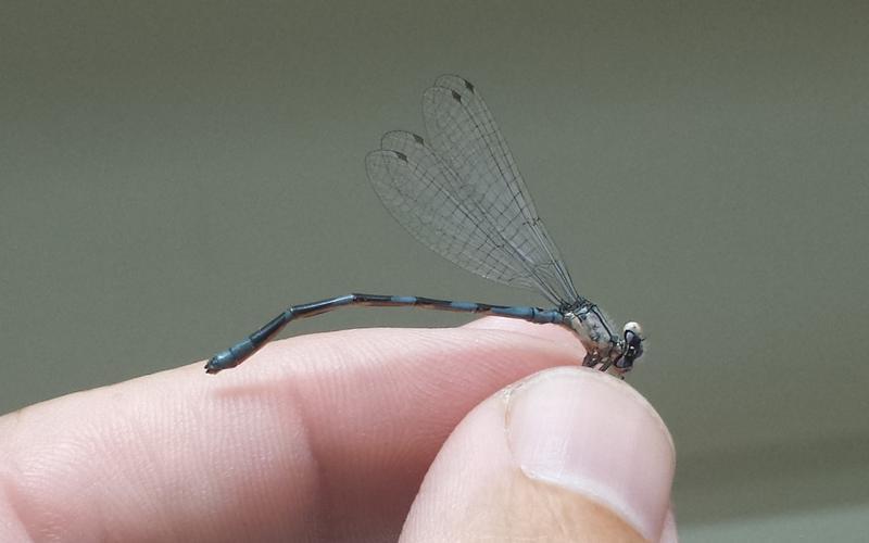 Photo of Tule Bluet