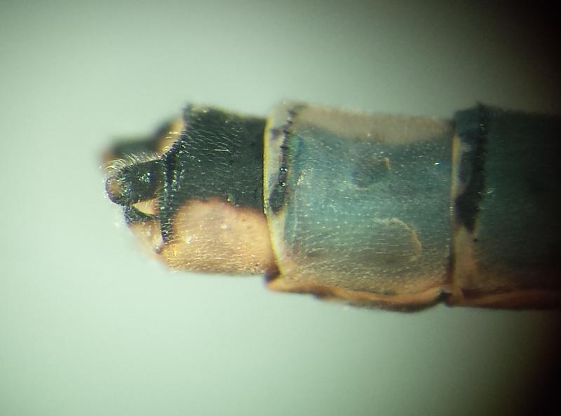 Photo of Tule Bluet