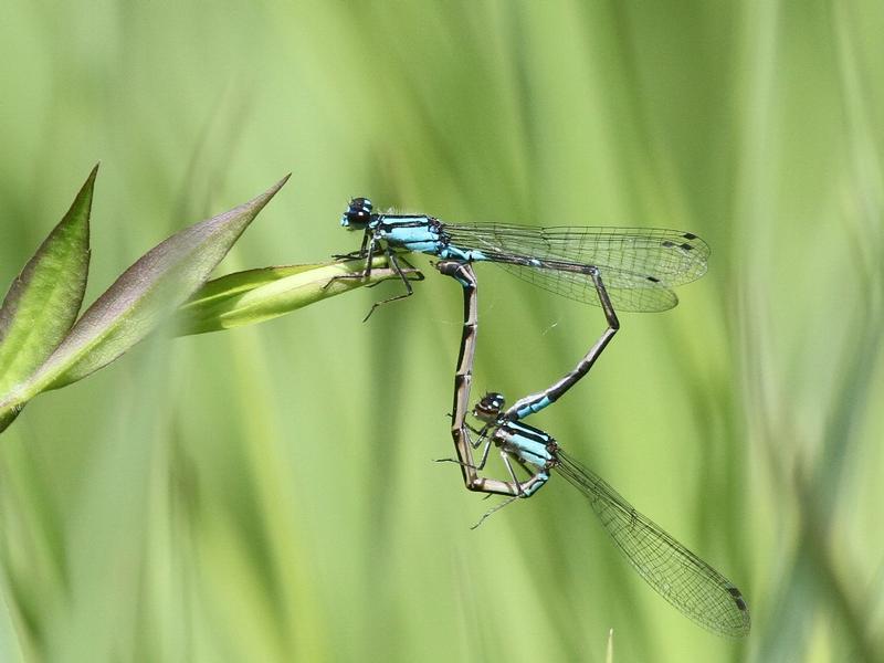 Photo of Skimming Bluet