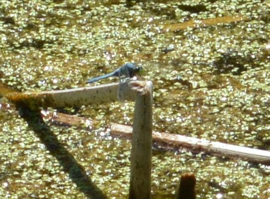 Photo of Eastern Pondhawk