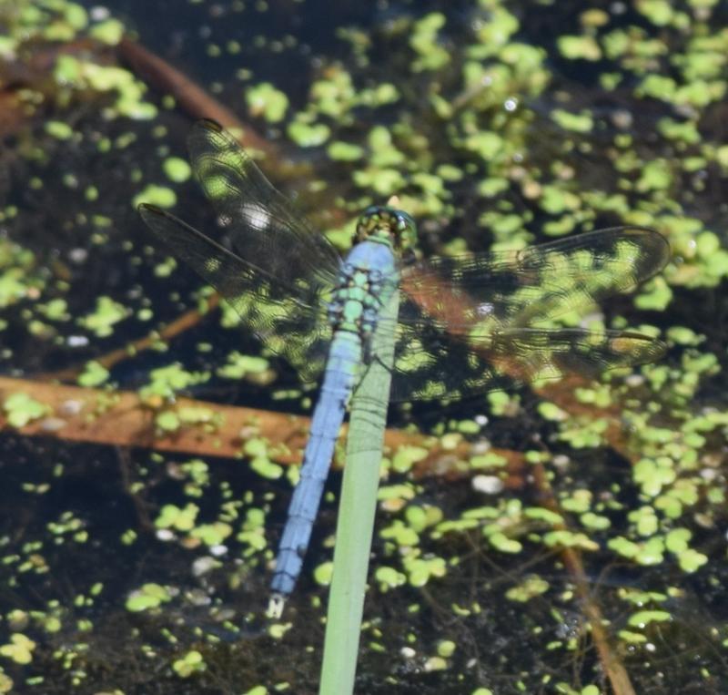 Photo of Eastern Pondhawk