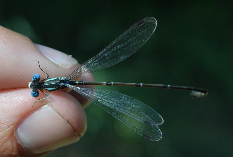 Photo of Slender Spreadwing