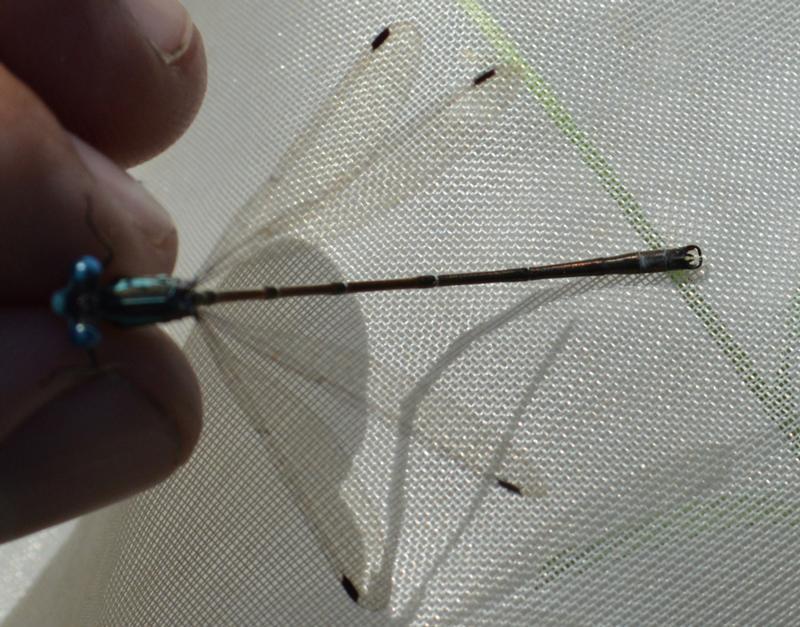 Photo of Slender Spreadwing