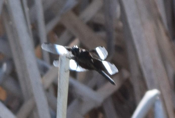 Photo of Widow Skimmer
