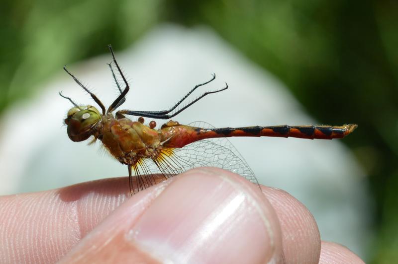 Photo of White-faced Meadowhawk