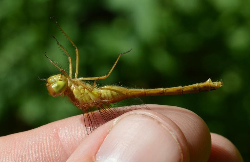 Photo of Autumn Meadowhawk