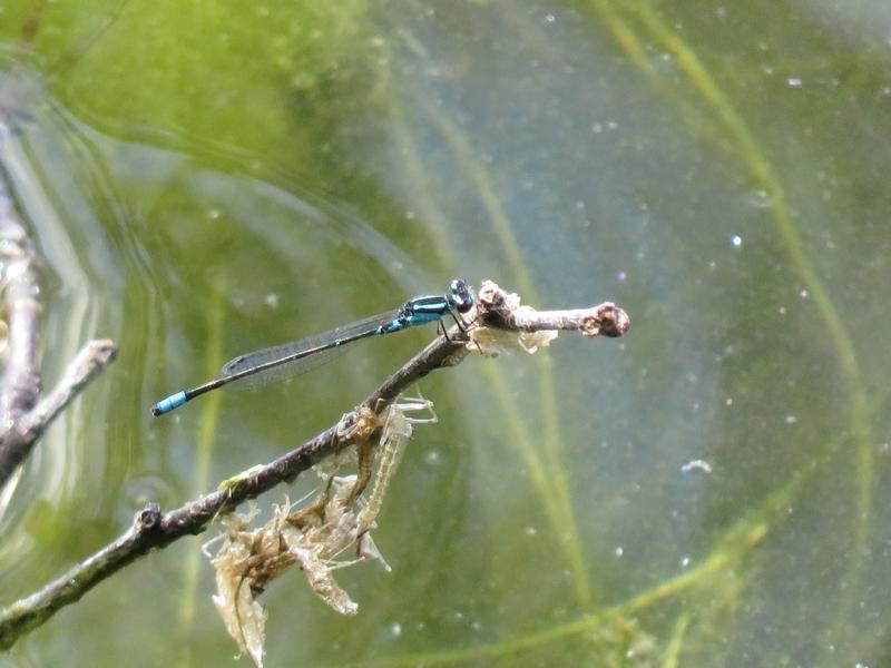 Photo of Skimming Bluet