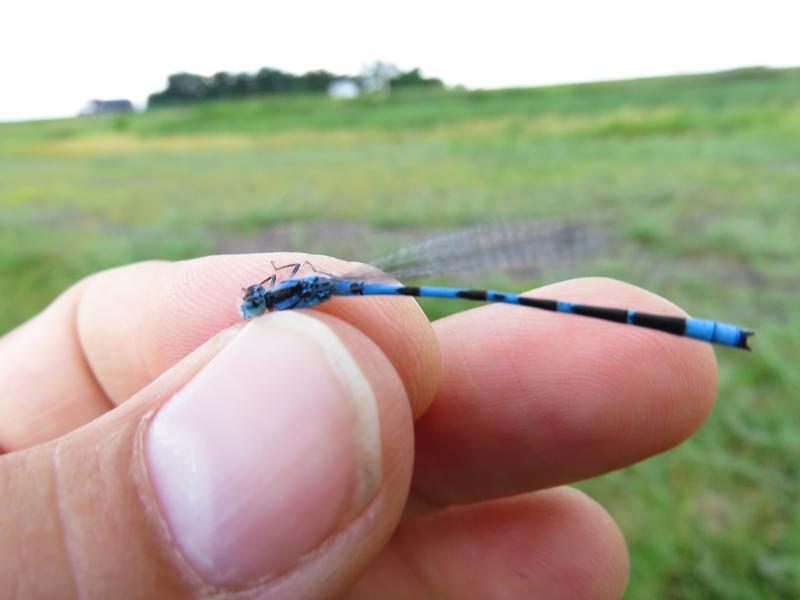 Photo of Tule Bluet