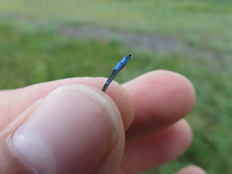 Photo of Tule Bluet