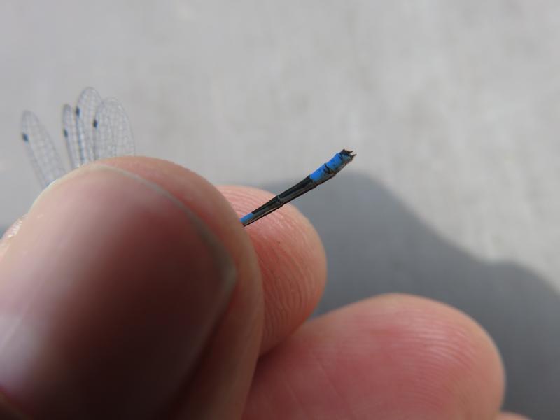 Photo of Hagen's Bluet