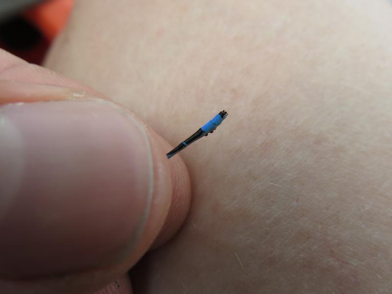 Photo of Marsh Bluet