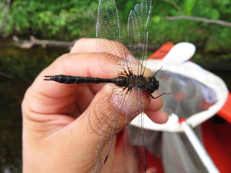 Photo of Spiny Baskettail