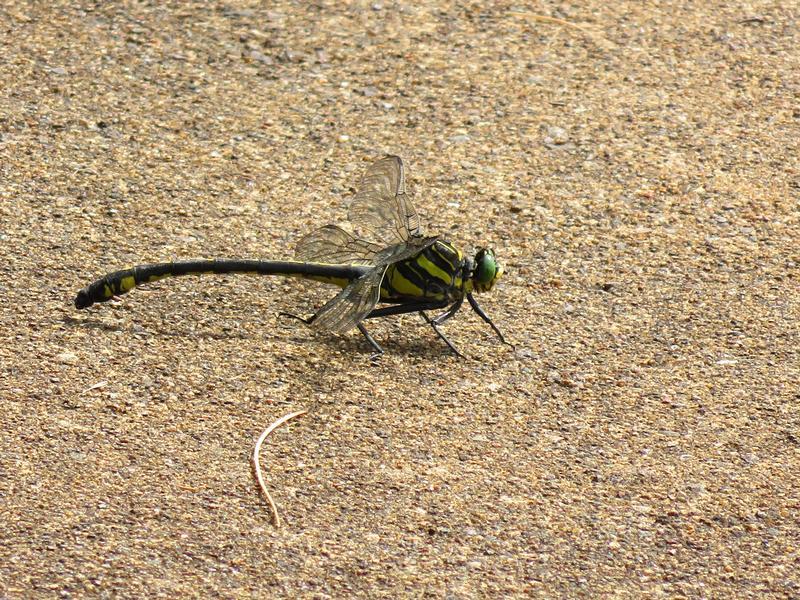 Photo of Dragonhunter
