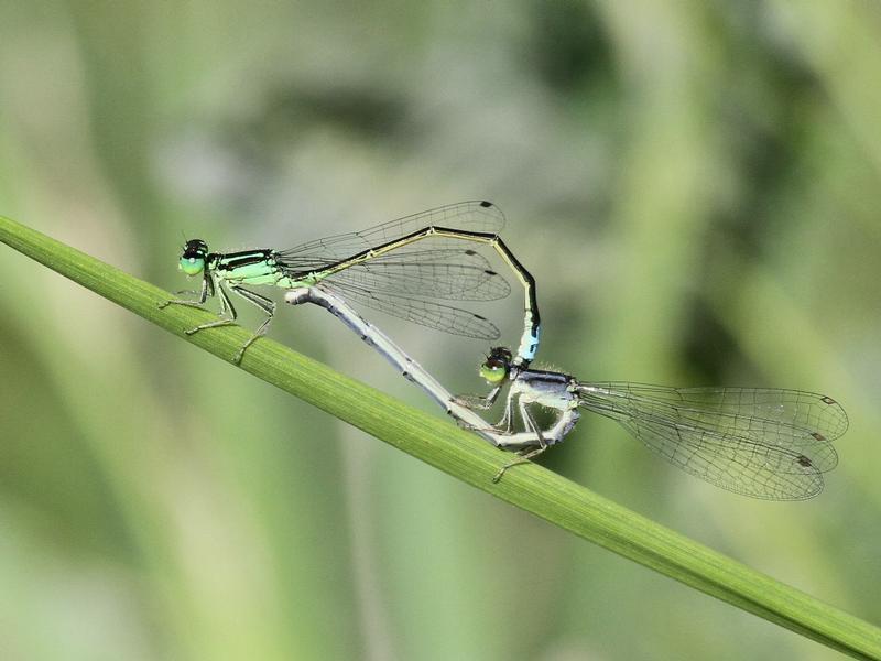 Photo of Eastern Forktail