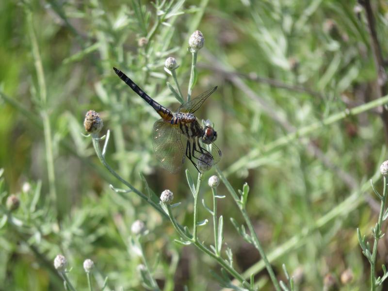 Photo of Blue Dasher