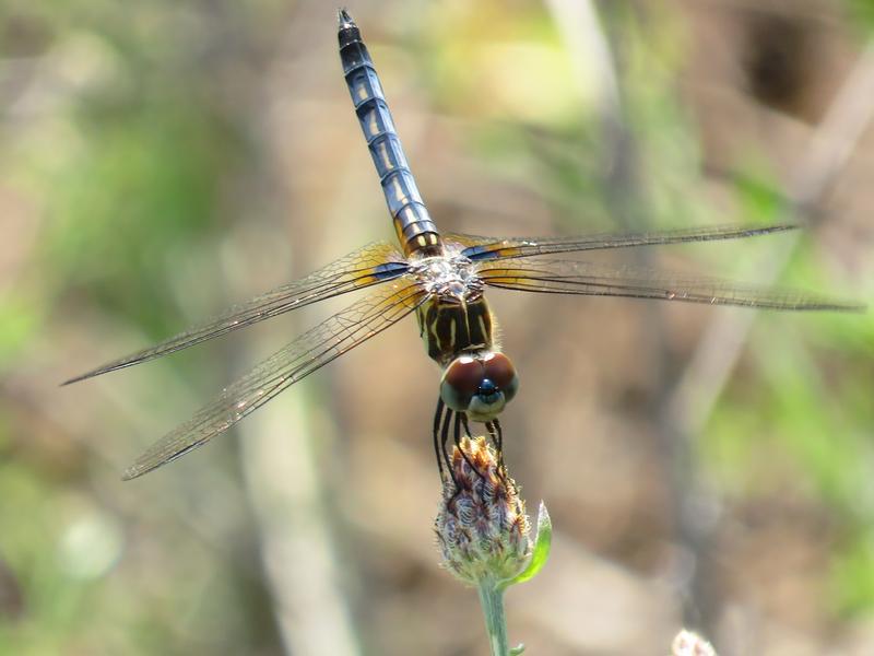 Photo of Blue Dasher