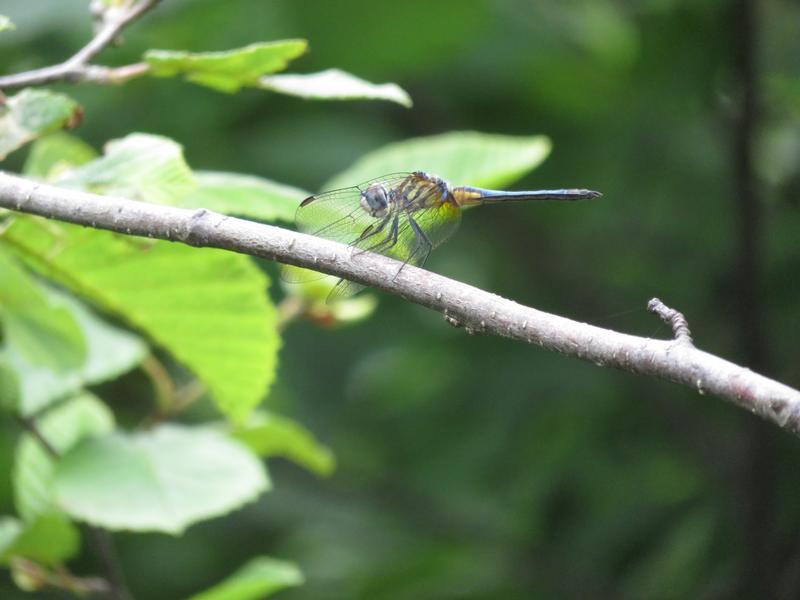 Photo of Blue Dasher