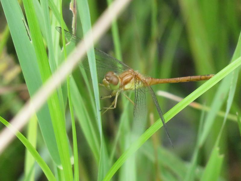 Photo of Autumn Meadowhawk