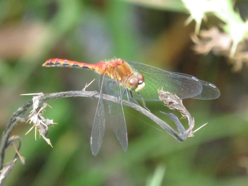 Photo of White-faced Meadowhawk
