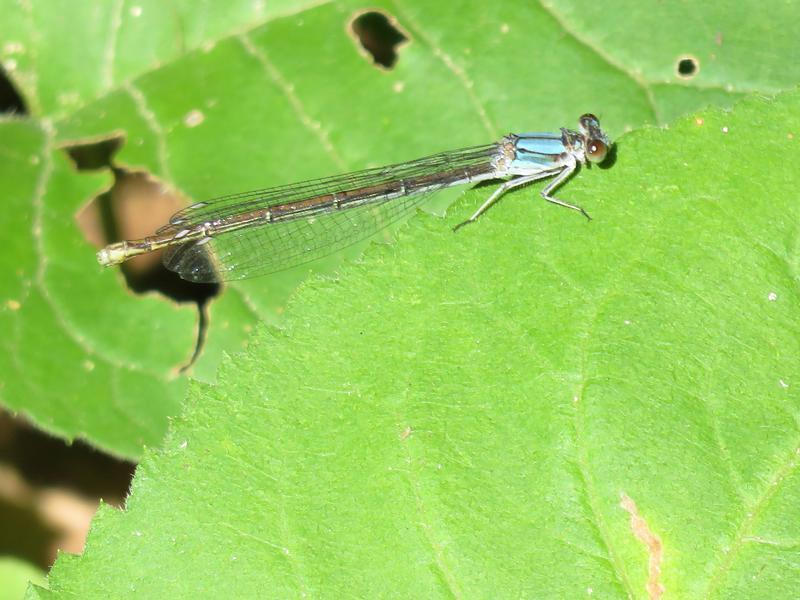 Photo of Powdered Dancer