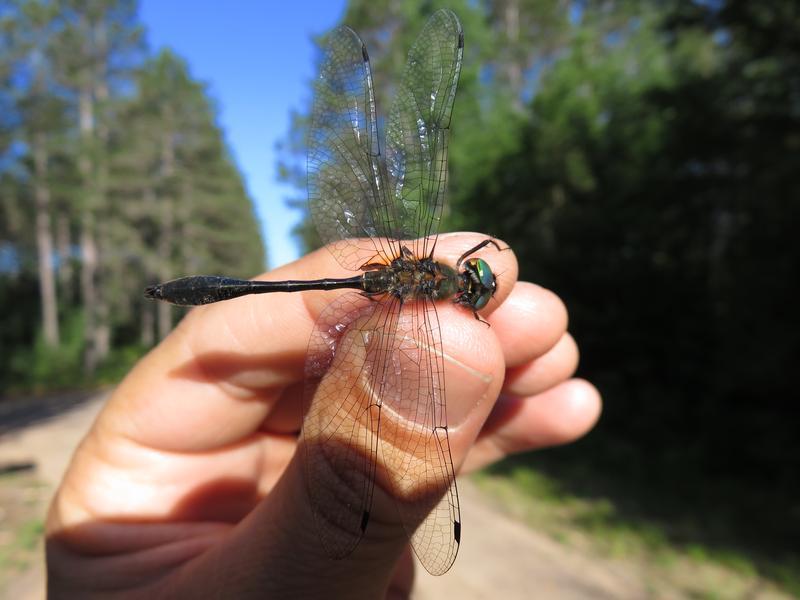 Photo of Racket-tailed Emerald