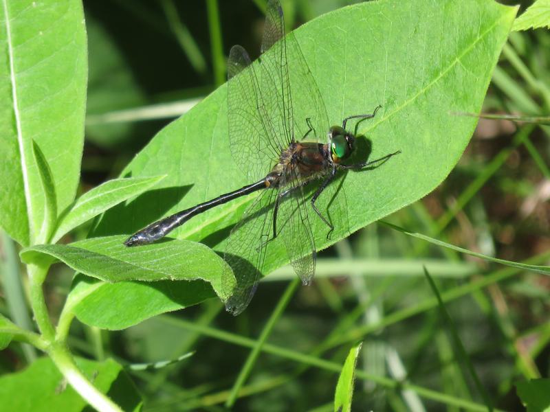 Photo of Racket-tailed Emerald