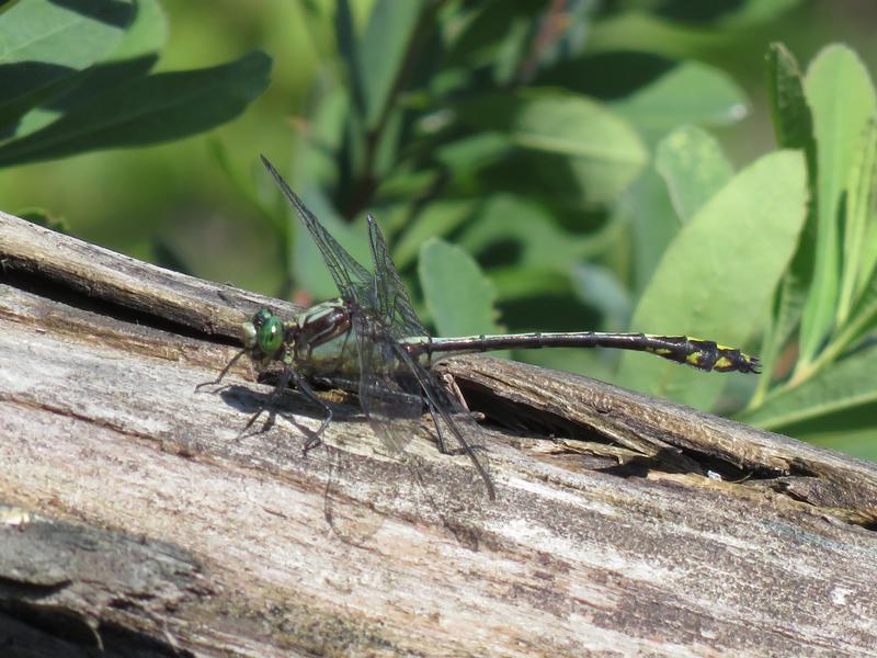 Photo of Black-shouldered Spinyleg
