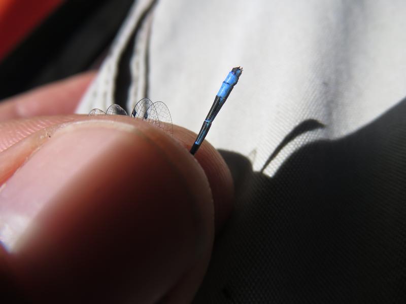 Photo of Hagen's Bluet
