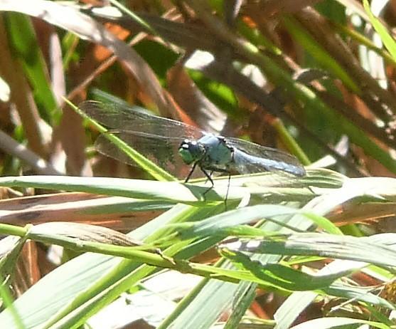 Photo of Eastern Pondhawk
