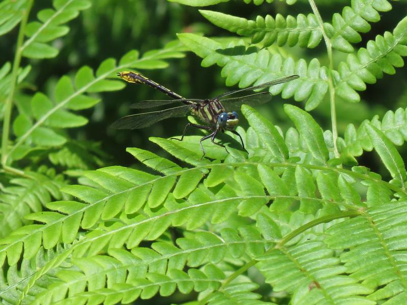 Photo of Lancet Clubtail