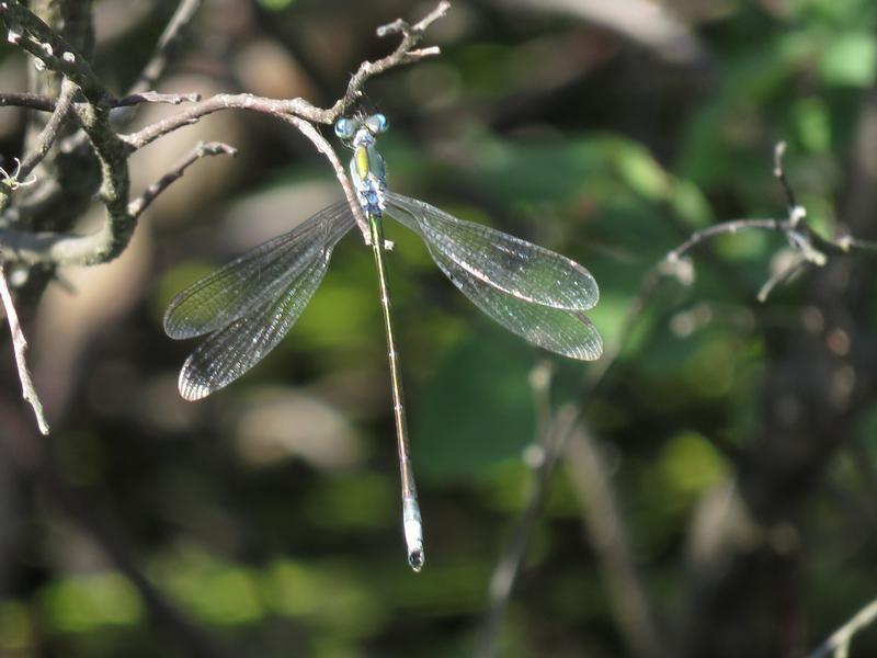 Photo of Elegant Spreadwing
