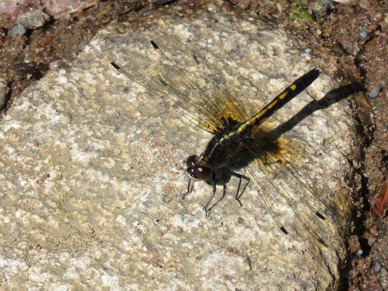 Photo of Dot-tailed Whiteface