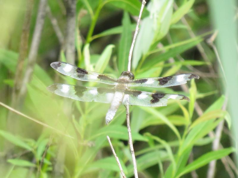Photo of Twelve-spotted Skimmer